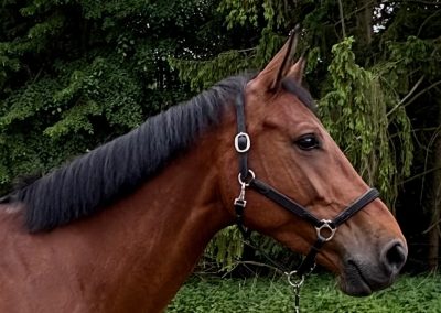 *2020: New Quidam x Diamant de Semilly SF