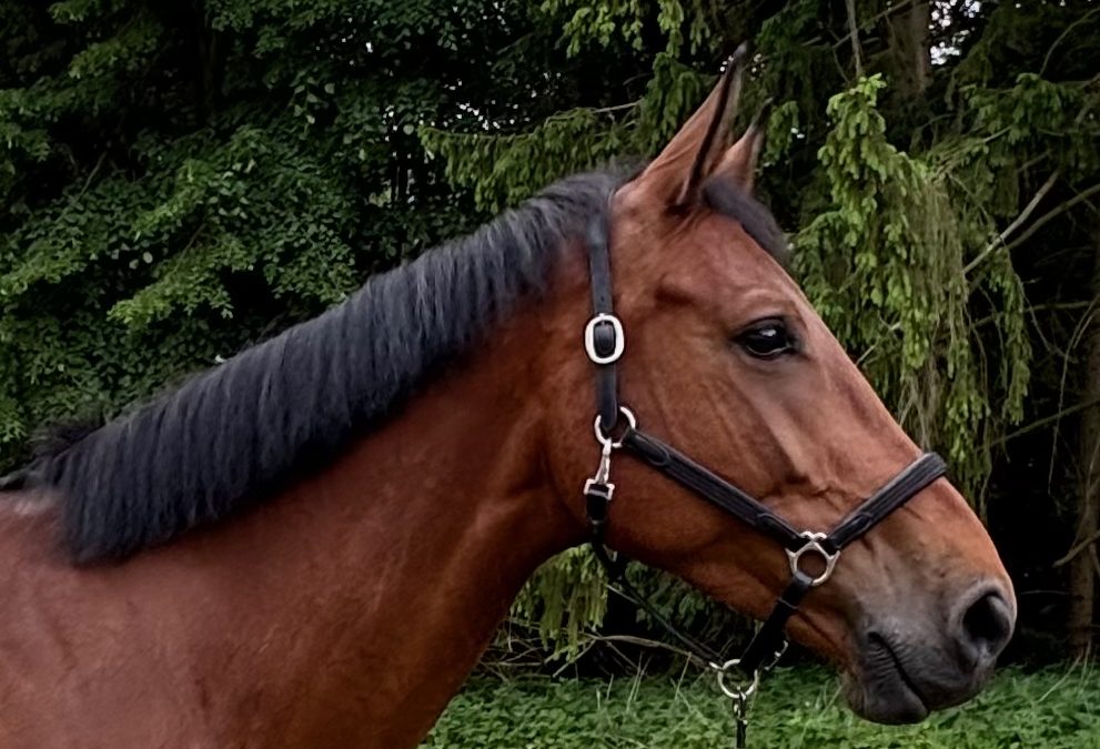 *2020: New Quidam x Diamant de Semilly SF