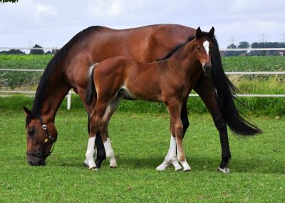 *2024: Zuccarello x Amber