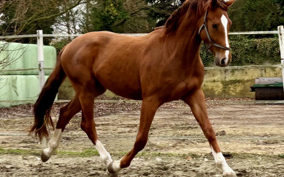 *2023: Vigado x Sandro Boy