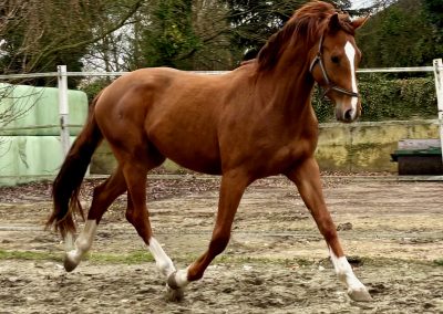 *2023: Vigado x Sandro Boy