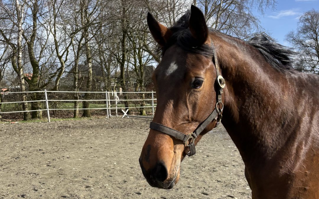 *2023: Zuccarello x Diamant de Semilly SF