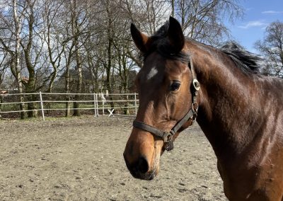 *2023: Zuccarello x Diamant de Semilly SF