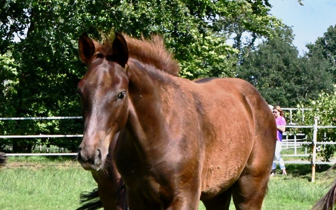 *2024: Potter Du Manaou x Uriko