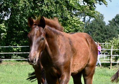 *2024: Potter Du Manaou x Uriko